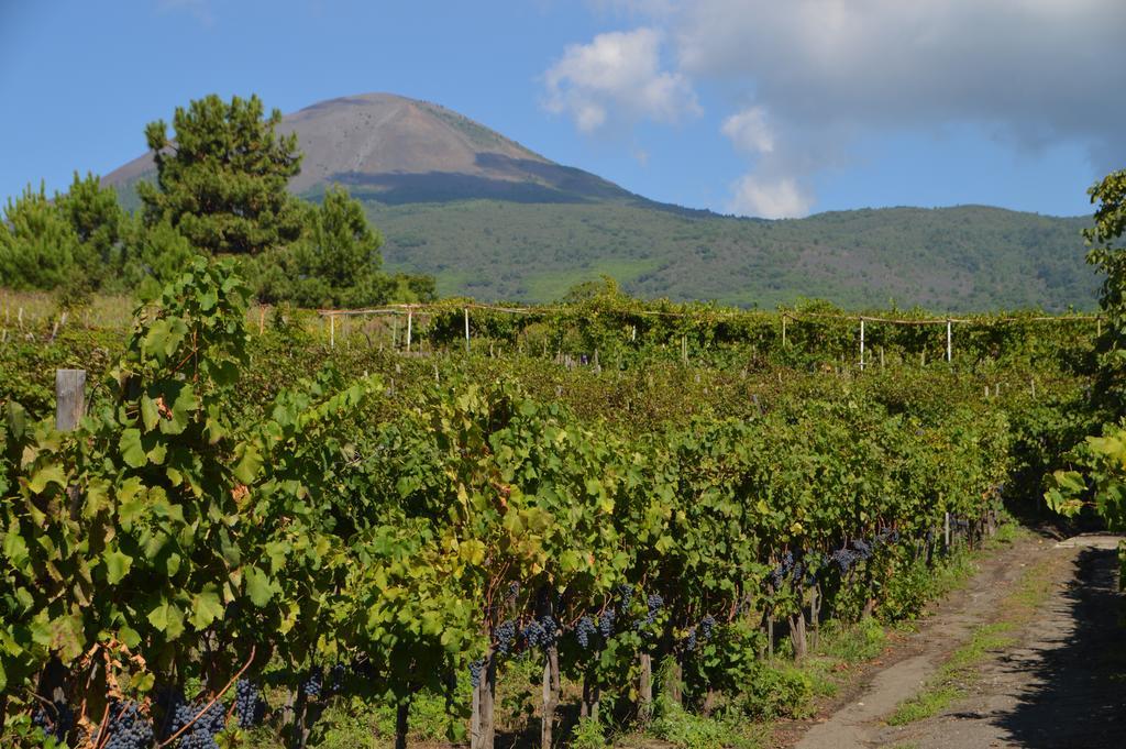 Vesuvio Inn Guest House E Wine Experience Boscotrecase Bagian luar foto